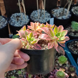 Aeonium Leucoblepharum variegata