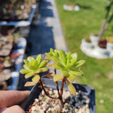 Aeonium Puberulum