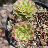 Aeonium Tsar