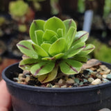 Aeonium Green Fire