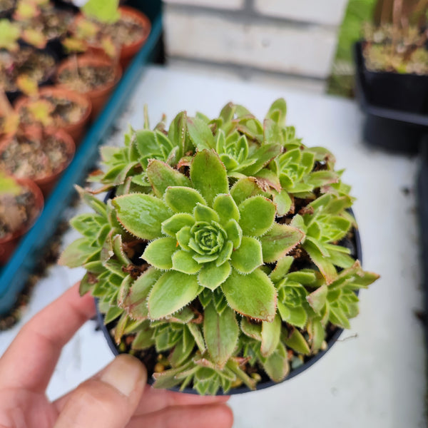 Aeonium Simsii variegata