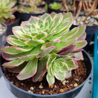 Aeonium Kaleidoskope