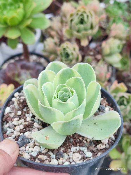 Aeonium aureum variegata