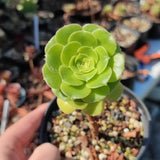 Aeonium Green Cashmere