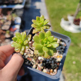 Aeonium Puberulum