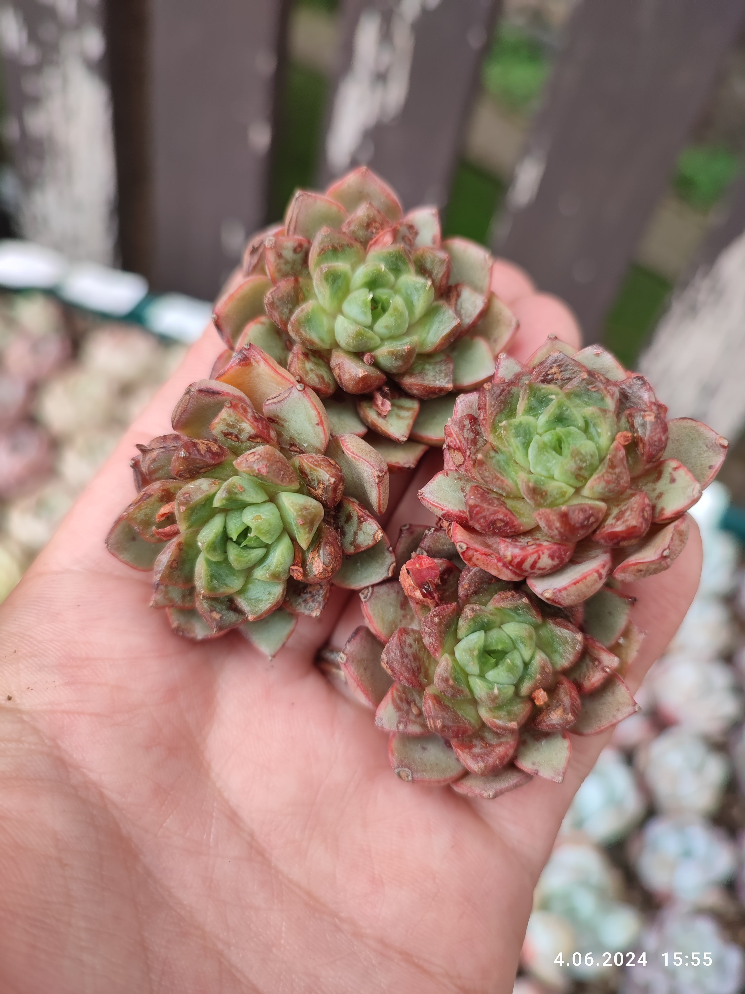 Echeverias and other succulents – Suksy succulent city