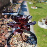 Semponium Destiny