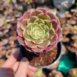 Aeonium Ecstasy