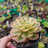 Halloween yellow variegata