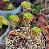 Aeonium Green Fire