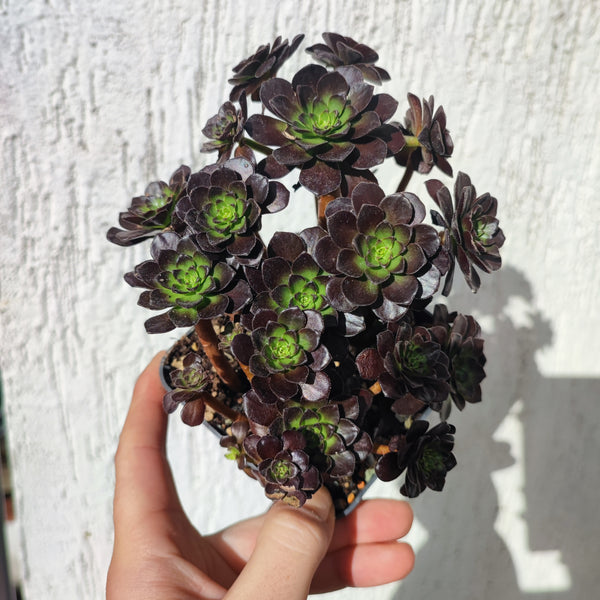 Aeonium Firestorm