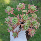 Aeonium Simsii variegata