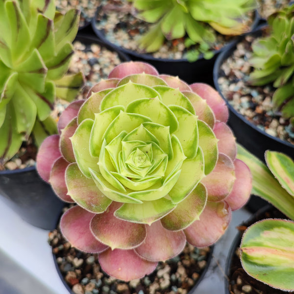Aeonium Young