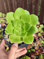 Aeonium x Beltranii