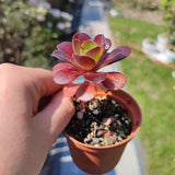 Aeonium Color Scheme