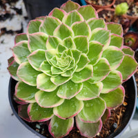 Aeonium Kaleidoskope