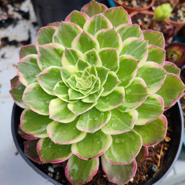 Aeonium Kaleidoskope
