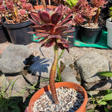 Aeonium Superbang