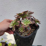 Aeonium Charm Golden Rose