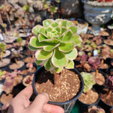 Aeonium Green Rose