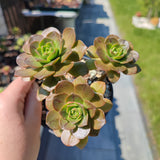 Aeonium Bronze medal