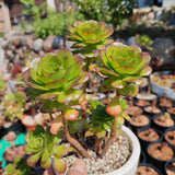 Aeonium Fairy Tail
