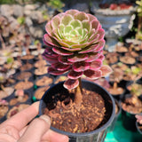 Aeonium Ecstasy