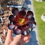 Semponium Destiny