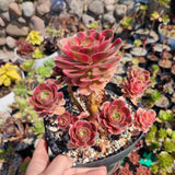Aeonium Athena
