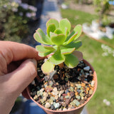 Aeonium Castello-Paivae