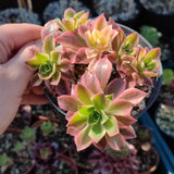Aeonium Leucoblepharum variegata
