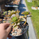 Aeonium Bronze medal