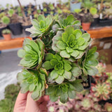 Aeonium Fairy Tail