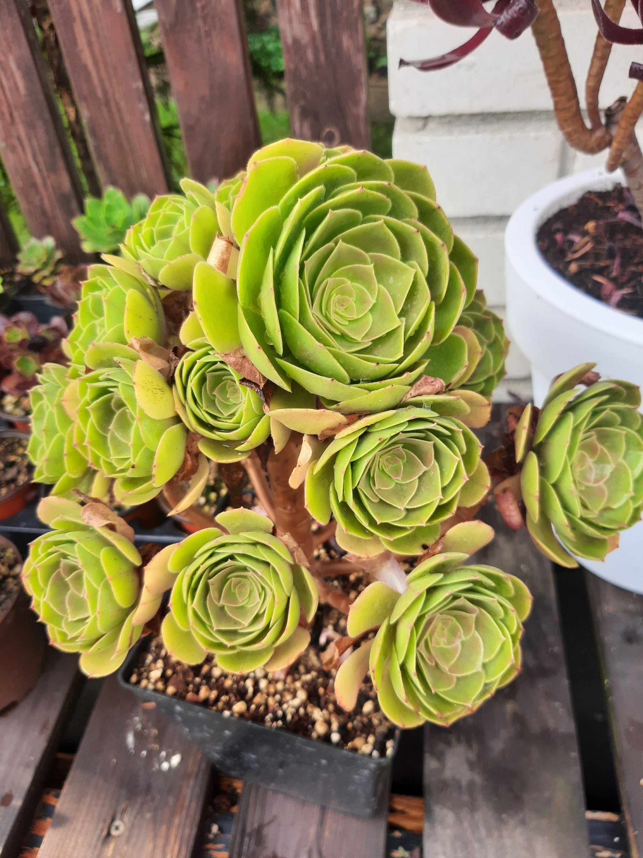 Aeonium Madeira Rose / Halloween – Suksy succulent city