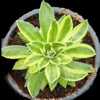 Aeonium x Hybridum variegata