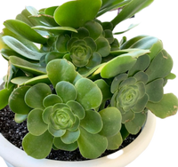 Aeonium Mint Saucer