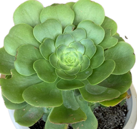Aeonium Mint Saucer