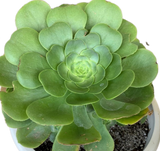 Aeonium Mint Saucer