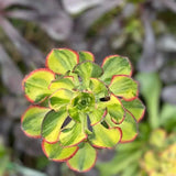 Aeonium Red Edge variegata