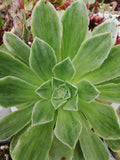 Aeonium Taeyang