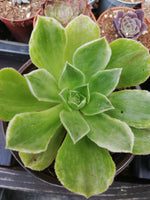 Aeonium Taeyang