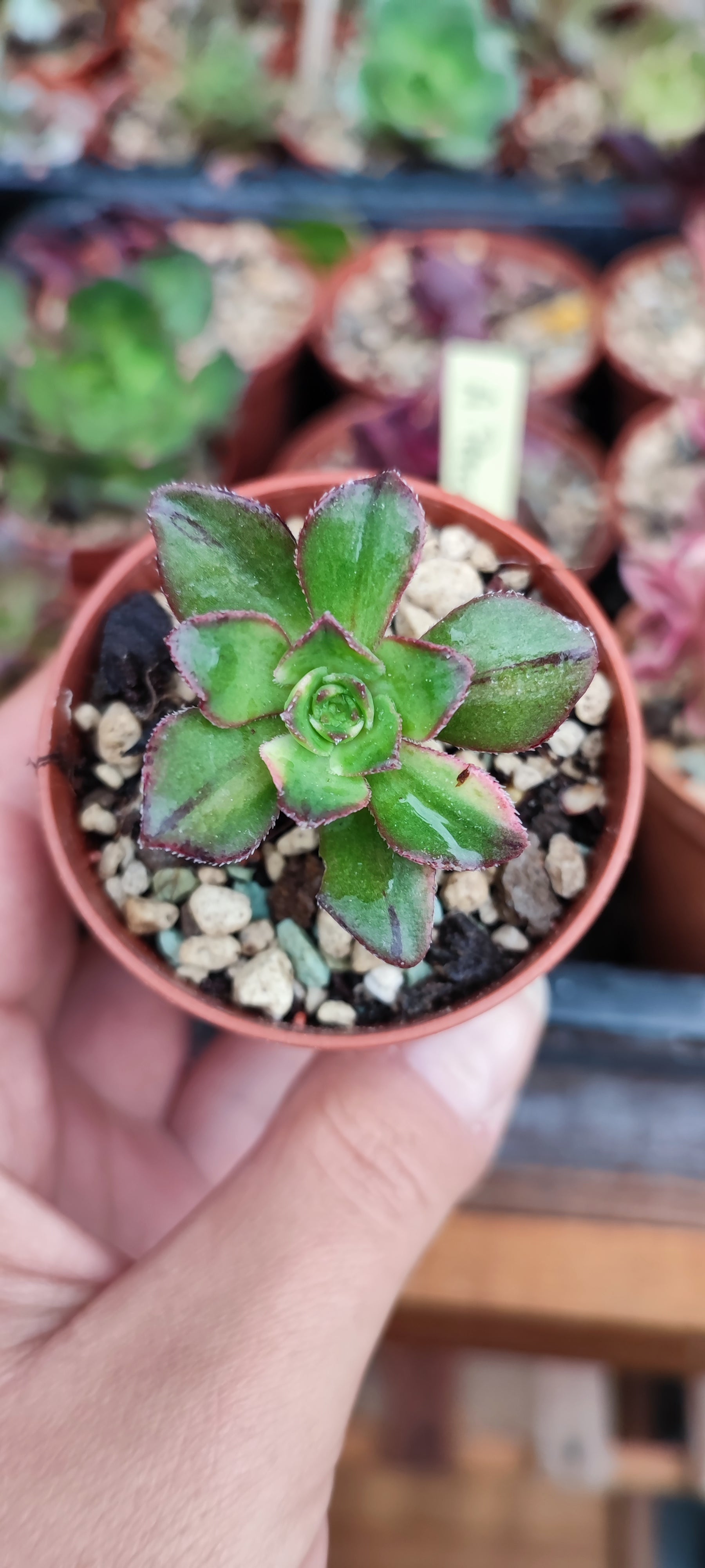 Aeonium Red Edge variegata – Suksy succulent city