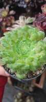 Aeonium tabuliforme variegata