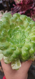 Aeonium tabuliforme variegata