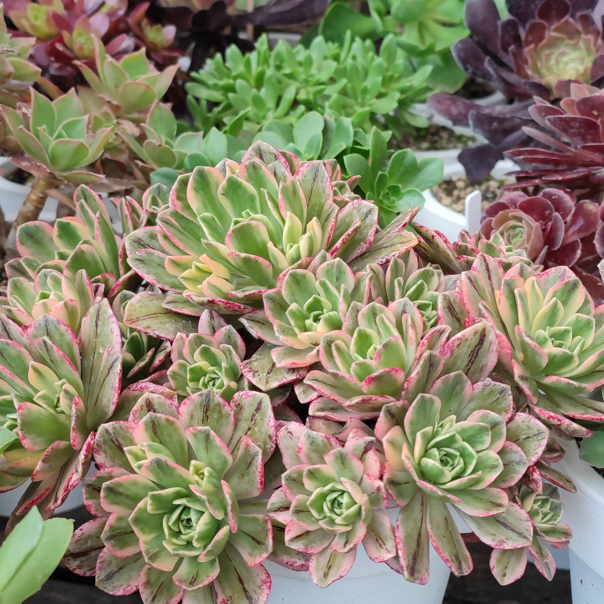 Aeonium Bronze medal variegated – Suksy succulent city