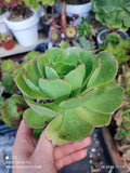 Aeonium Canariense hybrid