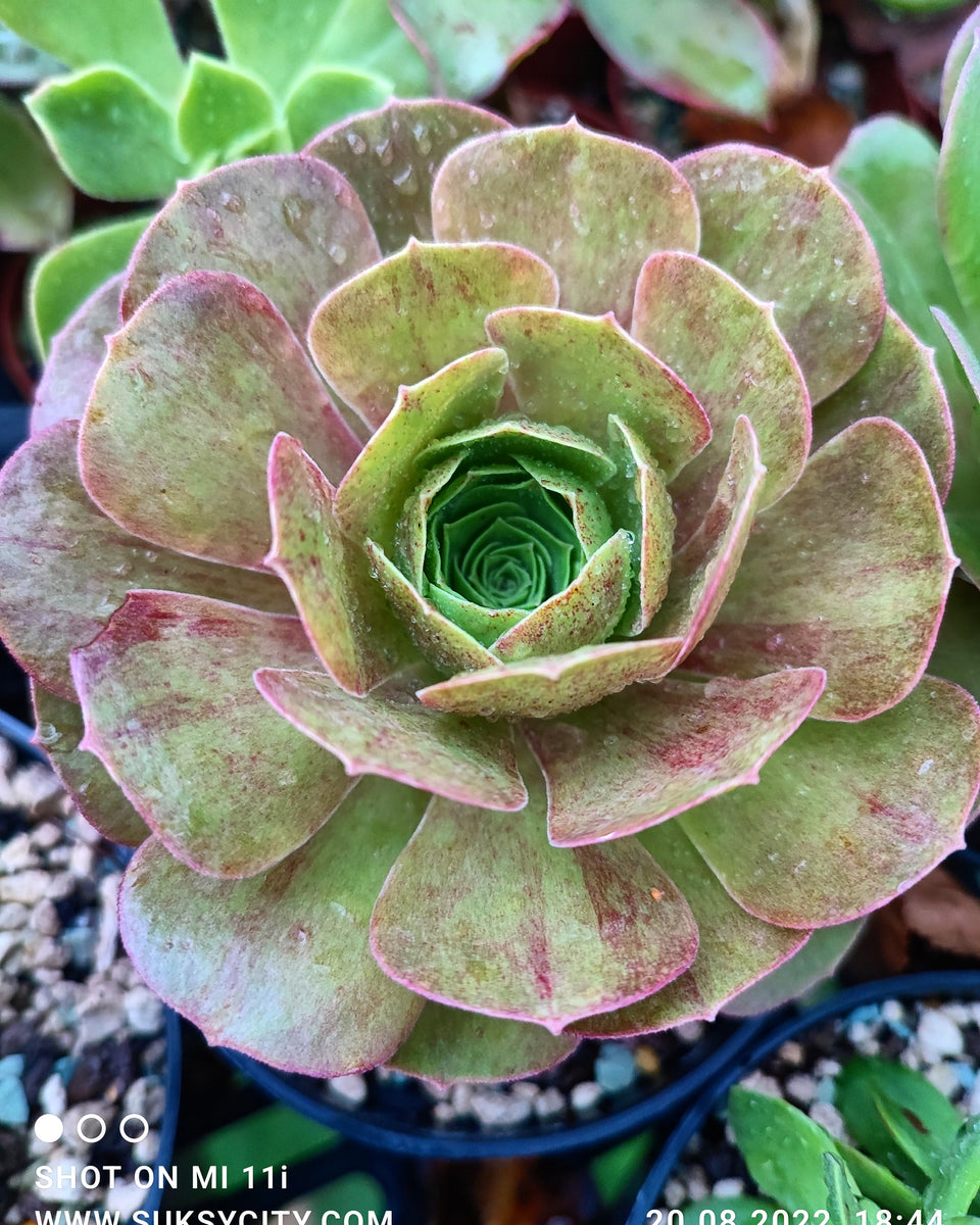 Aeonium master xia rosy cloud suksy succulent city