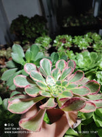 Aeonium Rubrolineatum variegata