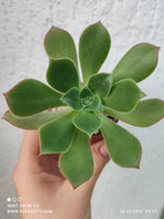 Aeonium Percarneum hybrid