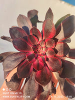 Aeonium Zwartkop variegata